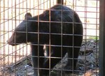 夏に向けて活動範囲が広がるツキノワグマ（鳥取県提供）