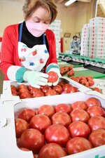 赤く熟したトマトを等級ごとに仕分ける作業員＝１１日、倉吉市大原の大原多目的センター