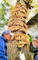 神木に巻き付けた胴体に竜の頭を取り付ける氏子ら＝３日、境港市渡町の日御﨑神社