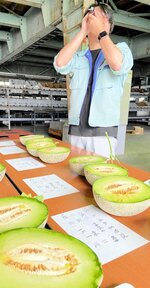 生産者から持ち込まれたタカミメロンの糖度を調べるＪＡ鳥取中央職員＝８日、倉吉市越殿町のＪＡ鳥取中央中央選果場