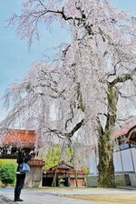咲き誇るシダレザクラを撮影する見物客＝１日、倉吉市八屋の極楽寺