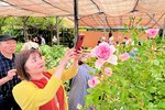 披露された新品種「サクラコナギラ」を撮影する来園者＝１８日、松江市八束町波入の日本庭園由志園