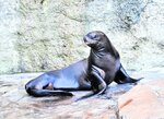 体重も１００㌔を超え、順調に成長しているトドのカナタ＝９日、豊岡市瀬戸の城崎マリンワールド