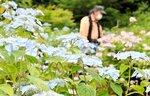 薄水色や薄紫、ピンク色など多様なヤマアジサイが咲く植物園＝８日、鳥取市佐治町津無