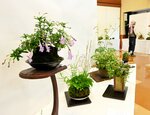 さまざまな山野草が並ぶ会場