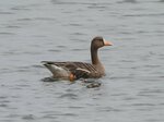 米子水鳥公園提供
