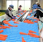 ニンジンの品質を確認する作業員＝８日、米子市富益町のＪＡ鳥取西部共同選果施設