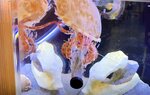 エアーポンプに接近するアカボシヤドカリ（とっとり賀露かにっこ館提供）