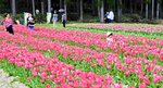 鮮やかに咲き誇るチューリップ畑を散策する来場者＝１７日、豊岡市但東町畑山のたんとう花公園