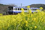 　「のと鉄道」が全線で復旧し、菜の花が咲き誇る中、穴水方面に進む列車＝４月６日午前、石川県七尾市