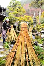 庭木に雪囲いをまとわせ、冬支度が進む石谷家住宅の庭園＝１１日、鳥取県智頭町智頭