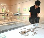 青谷上寺地遺跡から出土した犬の骨（手前）と門脇さん私蔵の犬の骨（奥）が並ぶ会場＝鳥取市青谷町青谷のあおや郷土館