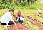 サツマイモを収穫する参加者