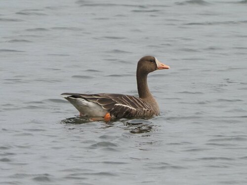 米子水鳥公園提供