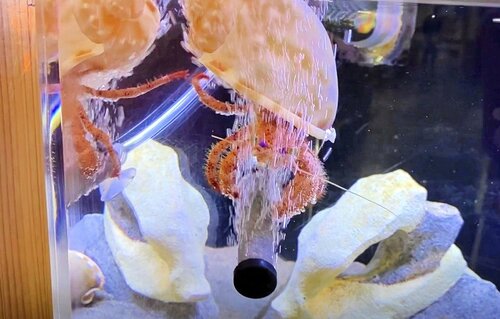 エアーポンプに接近するアカボシヤドカリ（とっとり賀露かにっこ館提供）