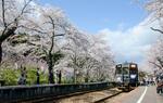 　「のと鉄道」能登鹿島駅の桜並木＝９日午後、石川県穴水町