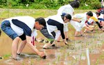 星空舞を植えていく馬田さん夫妻（手前）＝２６日、大山町宮内