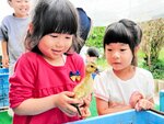 アイガモのひなをそっと抱いてみる園児＝２１日、新温泉町二日市の大庭認定こども園