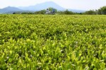 「伯耆富士」と呼ばれる大山（奥）を望む茶畑で一番茶の摘み取り作業に励む社員＝３日、鳥取県米子市淀江町福井
