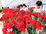 生徒らが丹精込めて栽培したカーネーション＝７日、倉吉市の倉吉農業高