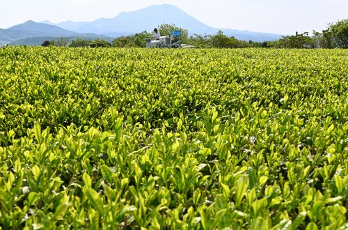 「伯耆富士」と呼ばれる大山（奥）を望む茶畑で一番茶の摘み取り作業に励む社員＝３日、鳥取県米子市淀江町福井