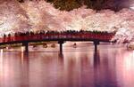 　２０２２年４月、青森県弘前市の弘前公園で満開となった桜を楽しむ人たち。ライトアップされた満開の桜が堀の水面に反射し、幻想的な風景を見せた（８秒間露光）