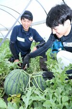 吉見さんの指導の下、つるからスイカの実を切り離す参加者（右）＝３０日、北栄町妻波