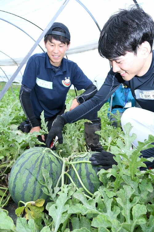 吉見さんの指導の下、つるからスイカの実を切り離す参加者（右）＝３０日、北栄町妻波