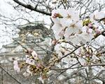 　大阪市の大阪城公園で開花したソメイヨシノ＝３月30日