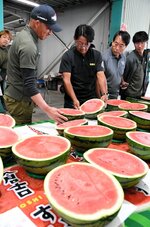 持ち込まれたスイカの出来栄えを慎重に確認する生産者ら＝２５日、倉吉市下福田の倉吉スイカ選果場