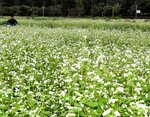 満開となったソバの花＝２２日、鳥取市鹿野町鹿野