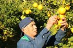 　黄色く実ったマイヤーレモンを収穫する石綿敏久さん＝１０日、神奈川県小田原市
