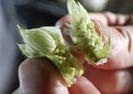 　クラフトビール造りで使用している北海道産ホップ＝札幌市白石区