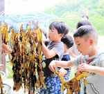 熱心にワカメを干す園児たち