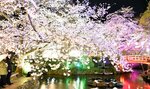 ぼんぼりや照明に照らされる満開のソメイヨシノ＝３日夜、倉吉市仲ノ町の打吹公園