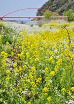 春色染まる　少し遅れて姿を現したハマダイコンの花。黄色と淡い白色のグラデーションが広がる＝新温泉町の岸田川河口