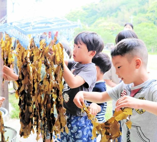 熱心にワカメを干す園児たち
