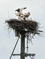 巣の上で過ごすコウノトリのひなたち＝２８日、大山町内