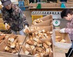 朝どれのタケノコを選別して箱詰めする組合員ら＝１０日、安来市島田町の島田加工農業協同組合集荷場