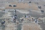 数多くの野鳥が集う