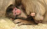 　母ザルにしがみつく赤ちゃんザル「バンパク」＝１５日午前、大分市（高崎山自然動物園提供）