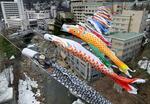 　札幌市南区の定山渓温泉でこどもの日を前に始まった「渓流鯉のぼり」＝１０日午前