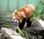 　江戸川区自然動物園のレッサーパンダ＝東京都江戸川区