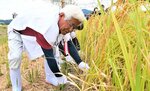 育てた稲穂を刈り取る富山和美さん＝２１日、鳥取市気高町下坂本
