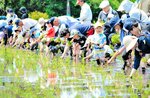 田んぼで一列になって苗を手植えする参加者（昨年の様子）