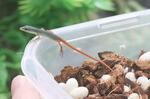 　ミヤコカナヘビの卵とふ化した子ども