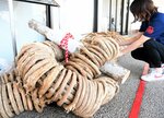 祭り当日に使用された「じんしょ」の大綱＝２１日、倉吉市役所第２庁舎
