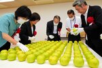 皇族への献上梨を選ぶ関係者＝２日、琴浦町赤碕のＪＡ鳥取中央赤碕支所
