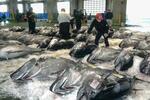 　境港に水揚げされたクロマグロ＝１４日午前、鳥取県境港市
