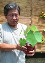 被爆アオギリの孫木となる〝三世〟の苗と池原正雄さん＝２００５年８月５日、鳥取県倉吉市